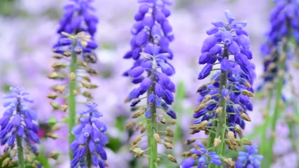 Verão Flores Dia Ensolarado Natureza Flora Beleza Cor Abstrato Vídeo — Vídeo de Stock