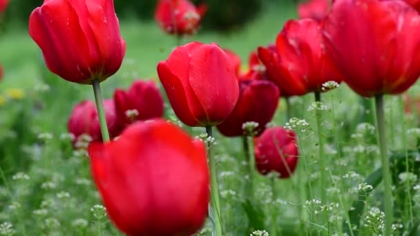 Bel Tulipano Colore Primavera Fiore Risveglio Natura Video — Video Stock