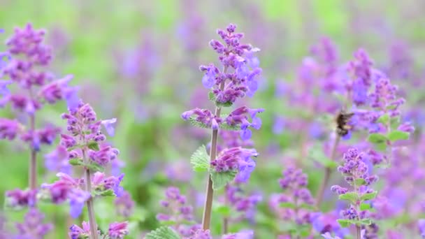 Sommarblommor Sunny Day Nature Flora Skönhet Färg Abstrakt Video — Stockvideo