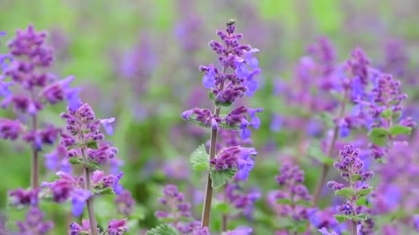 Καλοκαίρι Λουλούδια Ηλιόλουστη Μέρα Φύση Χλωρίδα Ομορφιά Χρώμα Αφηρημένο Βίντεο — Αρχείο Βίντεο