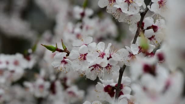 白い花アプリコットの自然と素敵な春のコレクションの木の枝は クローズアップ4Kビデオを畏敬のじ — ストック動画