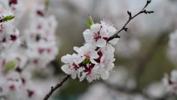 Nice Vår Kollektion Trädgrenar Med Vita Blommor Aprikos Natur Awekening — Stockvideo