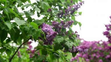 Yağmur doğa bahar zamanı botanik 4k video altında Leylak bahçe ağaçları 