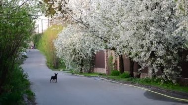 Beyaz çiçekler kayısı doğa ile Nice bahar toplama ağaç dalları 4k video kadar yakın
