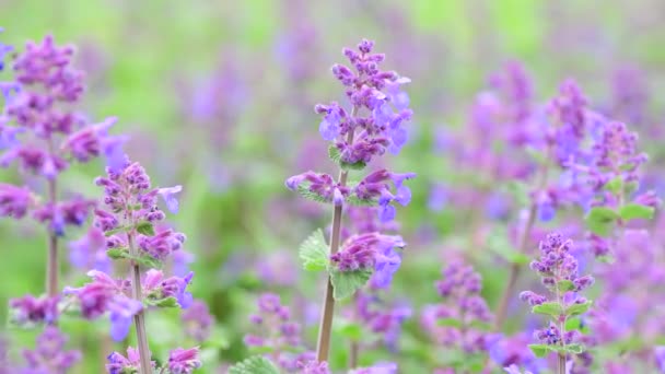 夏季花阳光明媚天自然植物美颜色抽象4K视频 — 图库视频影像