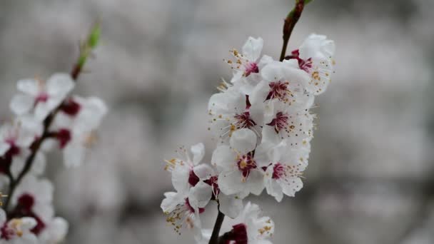 Bella Primavera Raccolta Rami Albero Con Fiori Bianchi Albicocca Natura — Video Stock