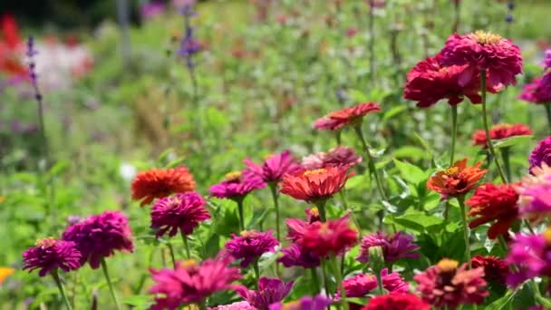 Verano Flores Día Soleado Naturaleza Flora Belleza Color Abstracto Video — Vídeo de stock