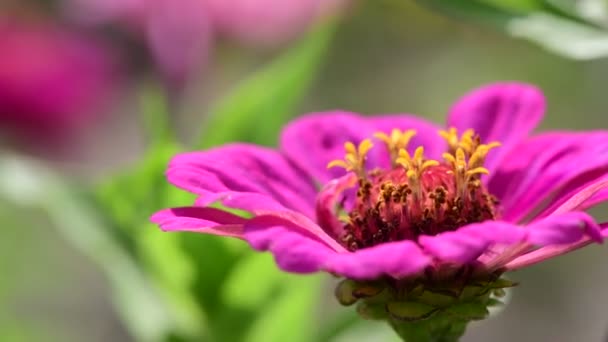 Летние Цветы Солнечный День Природа Флора Красота Цвет Абстрактный Видео — стоковое видео