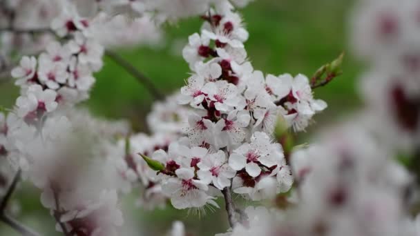 Schöne Sammlung Frühling Baum Zweige Mit Weißen Blüten Aprikose Natur — Stockvideo