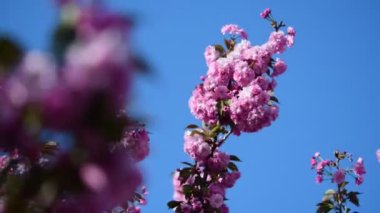 Sakura ağaç çiçekleri makro doğa bahar zaman flora 4k video kadar yakın