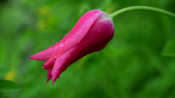 Nice Tulip Color Spring Flower Awakening Nature Video — Stock Video