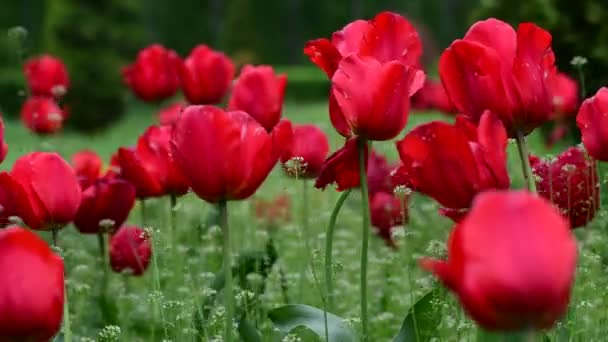 Pěkný Tulipán Barevný Jarní Květ Procitnutí Přírody Video — Stock video