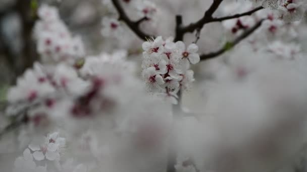 Pěkný jarní strom s bílými květy meruňkové přírodní řasy blízký 4k video