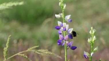 Yaz çiçekleri güneşli gün doğa flora güzellik renk soyut 4k video