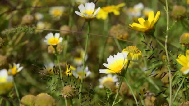 Verão Flores Dia Ensolarado Natureza Flora Beleza Cor Abstrato Vídeo — Vídeo de Stock