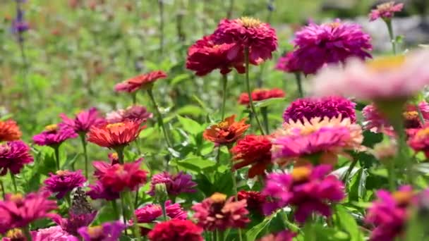 Sommarblommor Sunny Day Nature Flora Skönhet Färg Abstrakt Video — Stockvideo