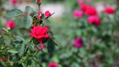 Bahçe doğa flora makro 4k video kırmızı sarı gül