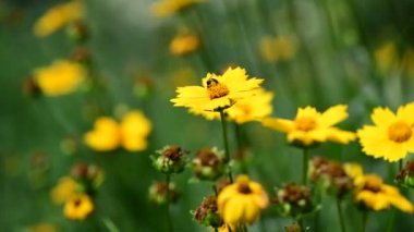 Yaz çiçekleri güneşli gün doğa flora güzellik renk soyut 4k video