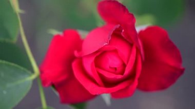 Bahçe doğa flora makro 4k video kırmızı sarı gül