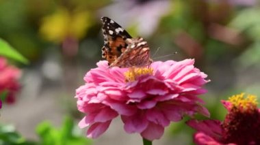 Vanessa cardui kelebek renk yaz çiçekleri doğa makro video 4k
