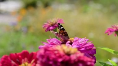 Vanessa cardui kelebek renk yaz çiçekleri doğa makro video 4k