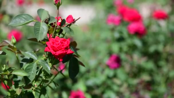 庭の自然フローラマクロ4Kビデオで赤黄色のバラ — ストック動画