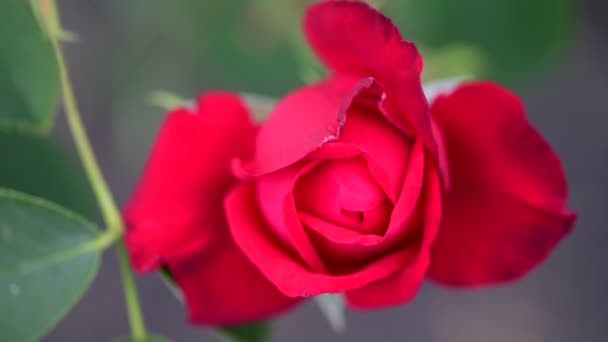 Vermelho Amarelo Rosa Jardim Natureza Flora Macro Vídeo — Vídeo de Stock