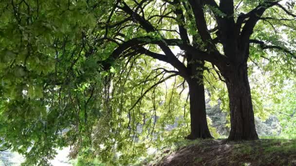 Luces Del Sol Rompiendo Través Las Hojas Castaño Verde Fondo — Vídeos de Stock