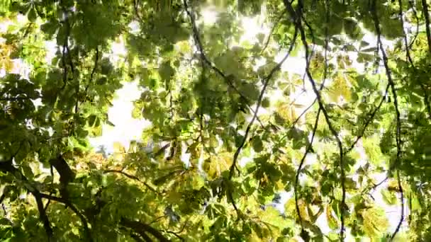 Luz Solar Quebrando Cocho Árvore Castanha Verde Deixa Fundo Natural — Vídeo de Stock