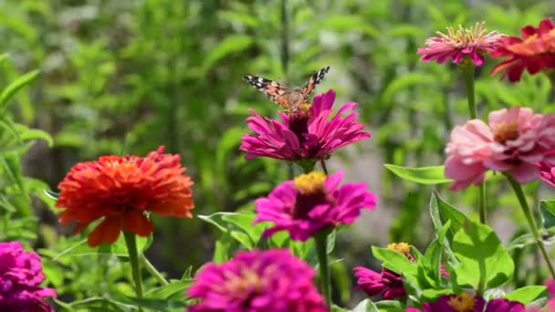 Vanessa Cardui Butterfly Color Summer Flowers Nature Macro Video — Stock Video