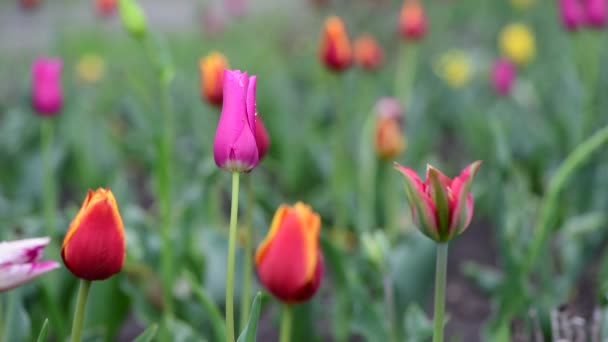 Bonito Tulipán Color Primavera Flor Despertar Naturaleza Video — Vídeo de stock