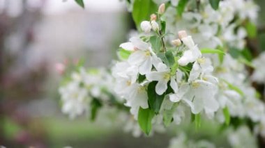 Elma ağacı çiçeklerbahar beyaz uyanış doğa rengi erken makro 4k video
