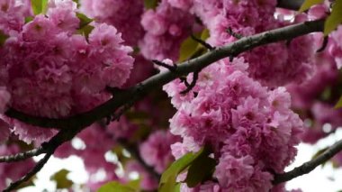 Sakura ağaç çiçekleri makro doğa bahar zaman flora 4k video kadar yakın
