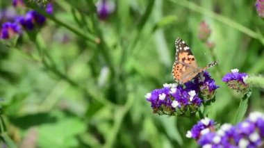 Yaz çiçekleri güneşli gün doğa flora güzellik renk soyut 4k video