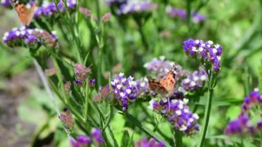 Yaz çiçekleri güneşli gün doğa flora güzellik renk soyut 4k video