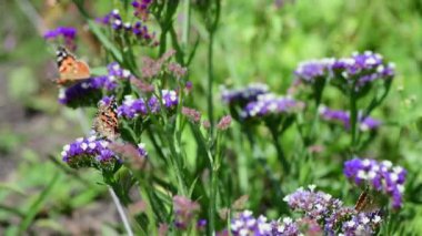 Yaz çiçekleri güneşli gün doğa flora güzellik renk soyut 4k video
