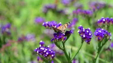 Yaz çiçekleri güneşli gün doğa flora güzellik renk soyut 4k video