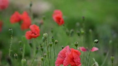 Nice kırmızı papaver çiçek renk yaz doğa makro 4k video kadar yakın