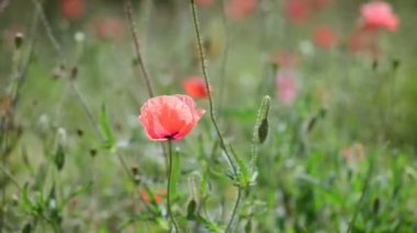 Nice kırmızı papaver çiçek renk yaz doğa makro 4k video kadar yakın