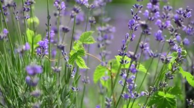 Lavanta çiçekleri makro mor doğa 4k video kadar yakın