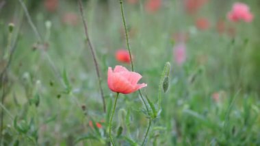 Nice kırmızı papaver çiçek renk yaz doğa makro 4k video kadar yakın