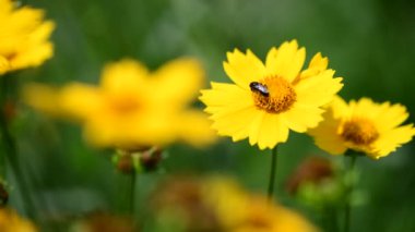 Yaz çiçekleri güneşli gün doğa flora güzellik renk soyut 4k video
