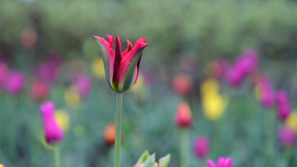 Mooie Tulip Color Spring Flower Ontwaken Natuur Video — Stockvideo