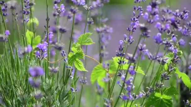 Lawenda Kwiaty Makro Fioletowy Natura Bliska Wideo — Wideo stockowe