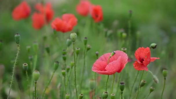 Nice Red Papaver Flower Color Summer Nature Macro Close Video — Stock Video