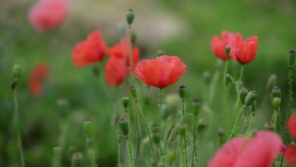 Szép Piros Papaver Virág Színe Nyári Természet Makró Közelről Videó — Stock videók