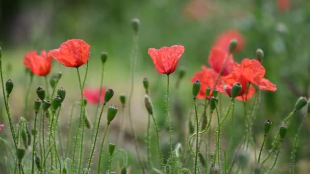 Schöne Rote Papaver Blume Farbe Sommer Natur Makro Nahaufnahme Video — Stockvideo