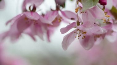 Sakura ağaç çiçekleri makro doğa bahar zaman flora 4k video kadar yakın