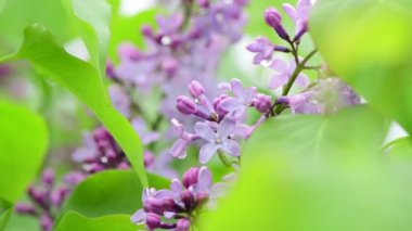Bahar doğa çiçekleri bahçe mor yağmur altında leylak açan 4k video