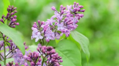 Bahar doğa çiçekleri bahçe mor yağmur altında leylak açan 4k video